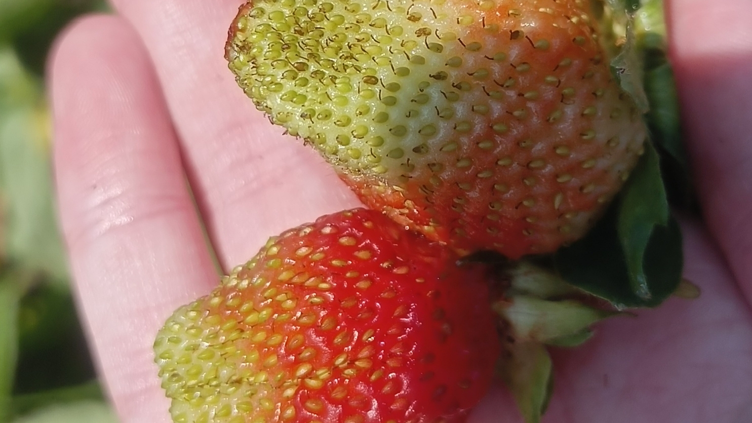 клубника 🍓 в саду смотреть онлайн