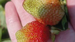 клубника 🍓 в саду