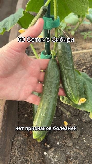 Эта подкормка спасла мой урожай! #огород #сад #огурцы #урожай