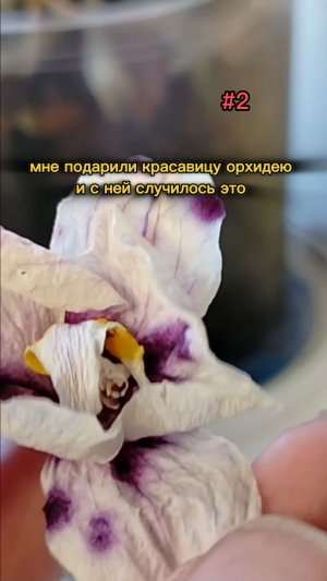 #2 Мне подарили красавицу орхидею ,и с ней случилось это ...🌿  #орхидея #растения#plants #orchid