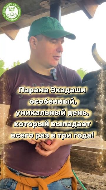 Кормим коров 11 июня в 15:00 мск в день Парама Экадаши