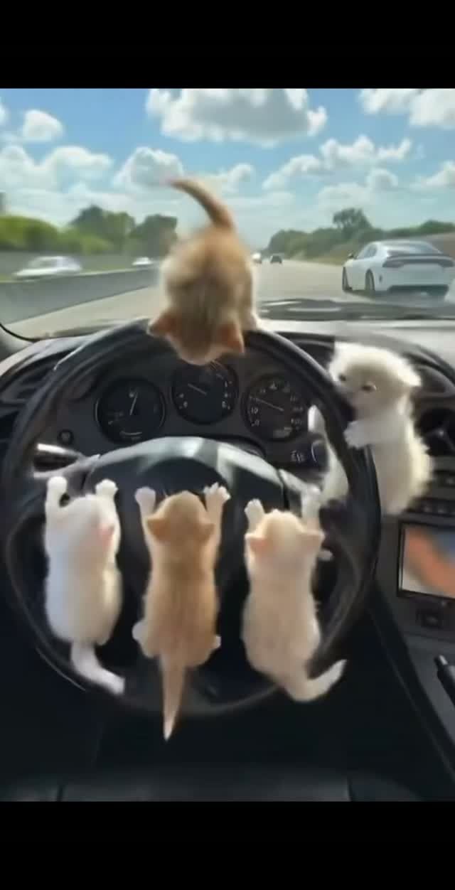 Need For Speed Cat (2026)