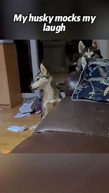 This dog is very much like its owner. #dogsoftiktok #funnyvideos #funnydogs #dog