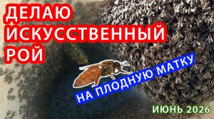 ДЕЛАЮ ИСКУССТВЕННЫЙ РОЙ НА ПЛОДНУЮ МАТКУ
