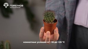 Кактусы и суккуленты - инструкция по уходу