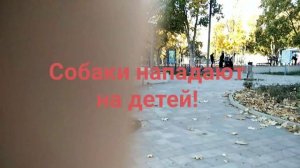 Собаки нападают на детей в парке.