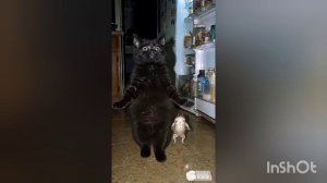 НАСТУПАЕТ ПЯТНИЦА ПОРА ВЕСЕЛЬЯ