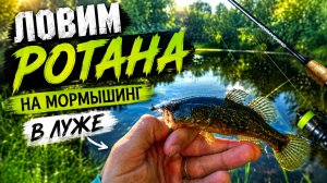 Ловим ротана на мормышинг в луже