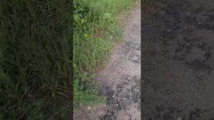 один из моментов,почему не угодны приезжие