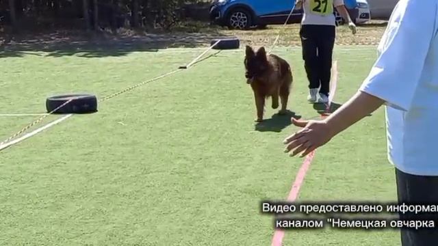 МОЛОДЫЕ КОБЕЛИ ДШ / КЧК СУРГУТ 31 мая`26 Е.Никитина Моно немецких овчарок
