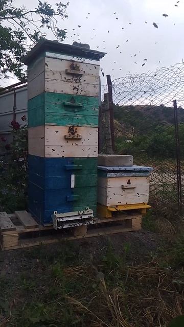 Облет молодых пчёл в двухматочной семье. Наращиваем силу к главному медозбору 🐝🐝🐝🐝🐝🐝🐝🐝🐝🐝