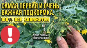 Не пропустите! Это ПЕРВАЯ и очень важная подкормка томатов! Даже чахлые и хилые вмиг заплодоносят