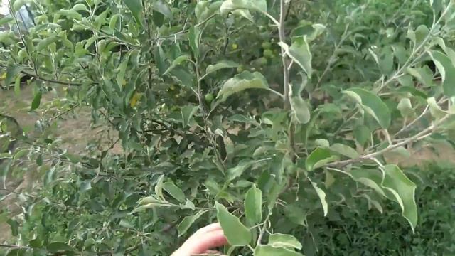 Обрезка молодой яблони летом. Какие побеги обрезать, а какие оставить.
