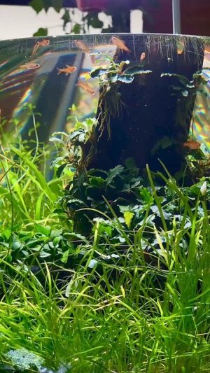 Тетра Аманда (Hyphessobrycon amandae) в нано-аквариуме