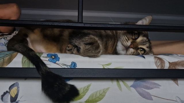 Спят усталые коты... смотреть онлайн