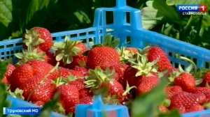 Сезон клубники открыт: что нужно знать перед покупкой
