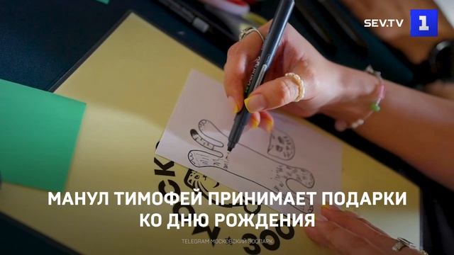 Манул Тимофей принимает подарки ко Дню Рождения
