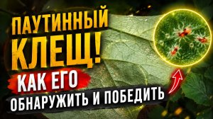 ПАУТИННЫЙ КЛЕЩ на ОГУРЦАХ- КАК ЕГО ОБНАРУЖИТЬ И ПОБЕДИТЬ.