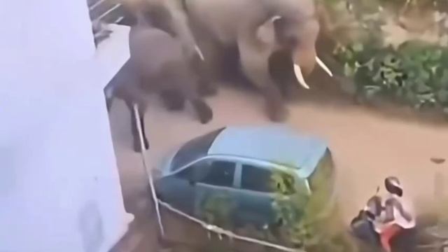 Даже слоны испугались женщину на скутере