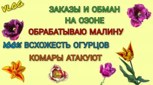 🍒 Про заказы и обман на Озоне/ Обрабатываю малину/ 100% всхожесть огурцов/ Муж привёз ещё рассаду