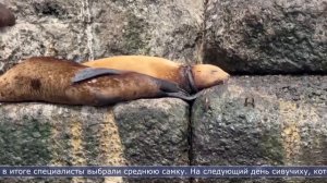 11.06.2026 На брекватере в Невельске провели уникальную спасательную операцию