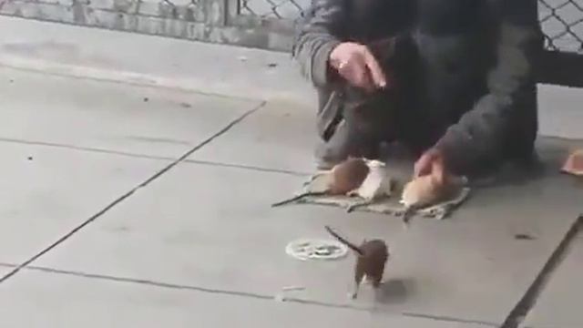 Гамельнский крысолов в Нью Йорке