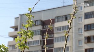 Озеленение в Братске: почему гибнут саженцы и кто за это ответит