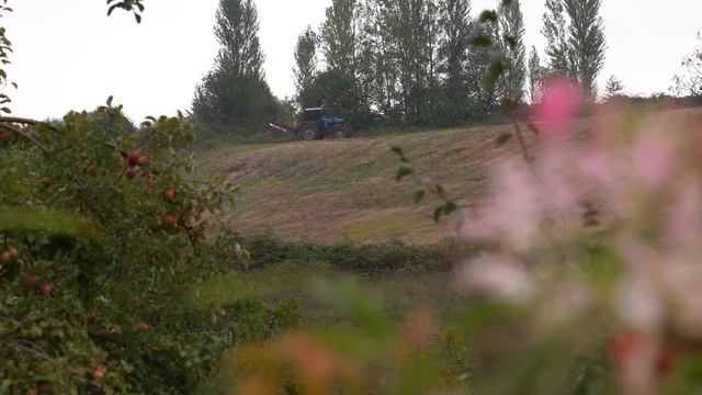 Kənd Həyatı. Сбор органического винограда и приготовление традиционного джема