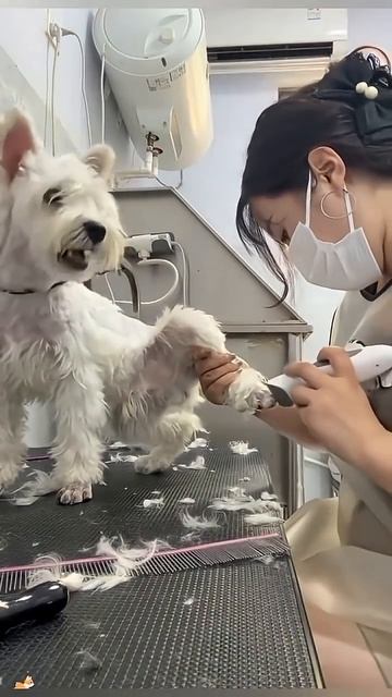 #dog #funnydog #pet #dogsofttiktok #fyp смотреть онлайн