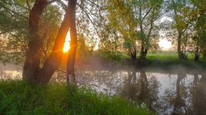 Пух летит, карась клюет ! Дикие чешуйчатые отрывают крючки.