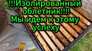 мы добиваемся изолированного облетника #пчеловодство #пчелы #топ