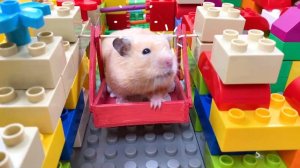 Мистер Хомяк Побег из гигантского бассейна с шариками! 🐹✨