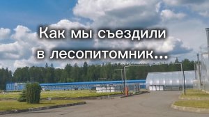 В поисках подвоя...