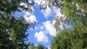 Красота леса