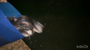 Запускаем африканского сома в водоем