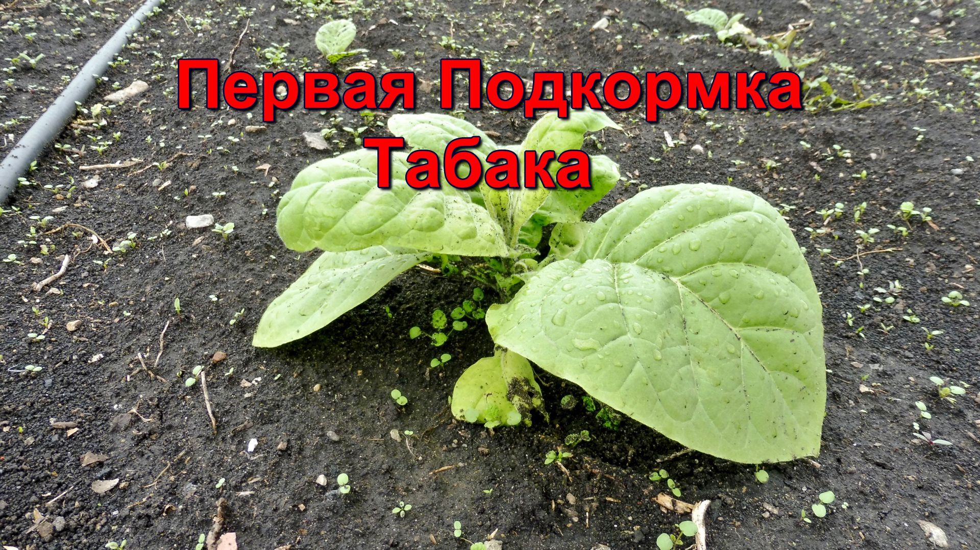 Подкормите этим! и урожай Табака будет в 2 раза больше! смотреть онлайн