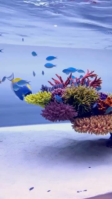 Прекрасного моря вам в аквариум смотреть онлайн