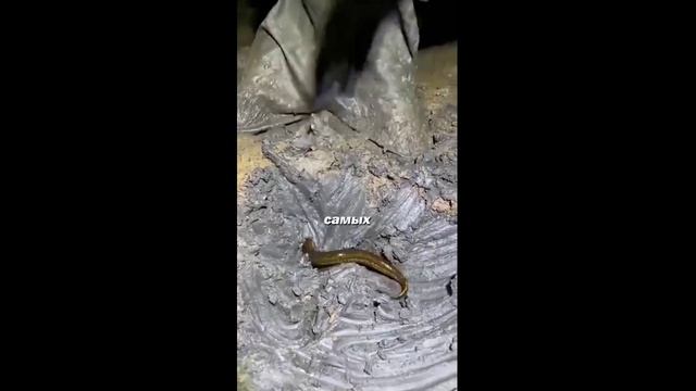 Жуткая Рыба и Рыбалка На Сома. смотреть онлайн