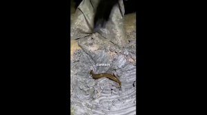 Жуткая Рыба и Рыбалка На Сома.