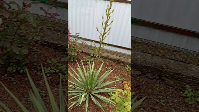 1000105398.mp4хорошо , вся природа радуется