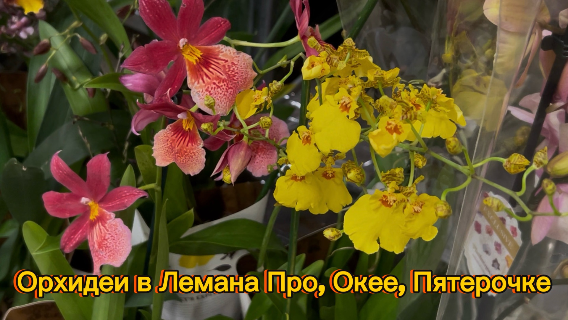 Обзор ОРХИДЕЙ в строительном и продуктовых  магазинах ✅ #орхидеи