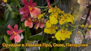 Обзор ОРХИДЕЙ в строительном и продуктовых  магазинах ✅ #орхидеи