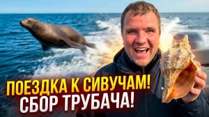Поездка к Сивучам- Собираем трубач- Сахалин