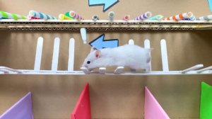 Сможет сбежать Хомяк проходит опасный лабиринт с водой и игрушками
