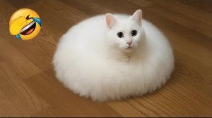 Смешные моменты с кошками и собаками🐱🐶