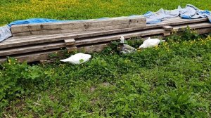 Куры 🐔🐓 в загоне,  утки 🦆 на прогулке. Вот такая жизнь в деревне 🏠🌞