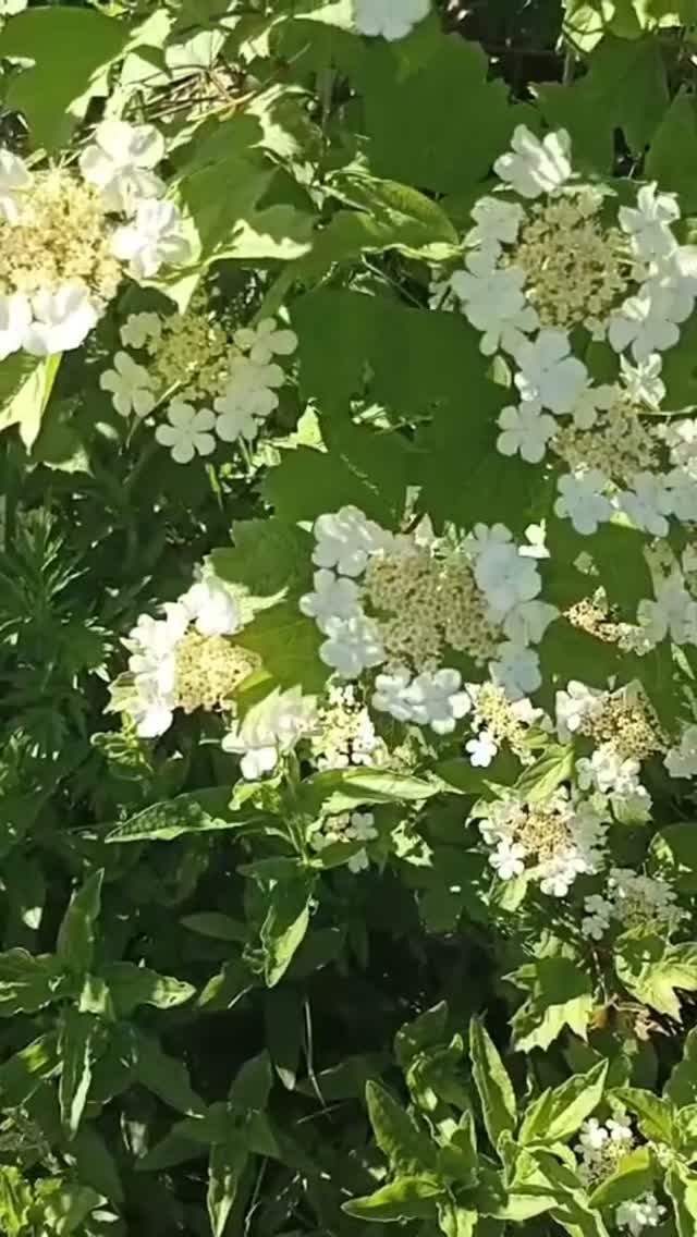 Цветы калины и июньский ветерок.