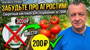 ЗАБУДЬТЕ ПРО АГРОСТИМ! Секретный коктейль для созревания томатов за 200₽