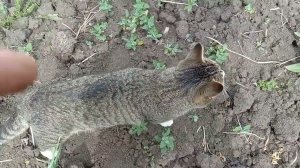 Обкос травы возле дома Надежды Васильевны. 27.05.2026