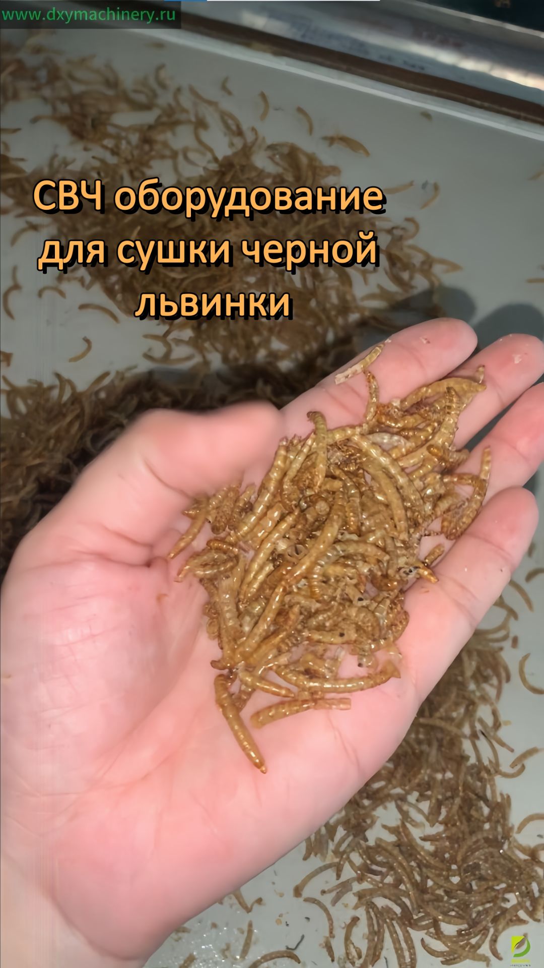 СВЧ оборудование DEXIYA для сушки черной львинки #насекомые #свч #корм #жир #machine #dxy #установка смотреть онлайн